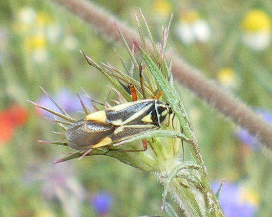 Miridae: Brachycoleus steini delle Marche (PG)